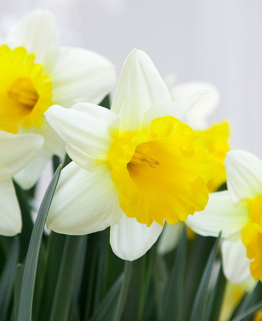 Bright yellow Goblet Trumpet Daffodil bulbs by BloomingBulb, showcasing vibrant, trumpet-shaped flowers perfect for spring gardens.