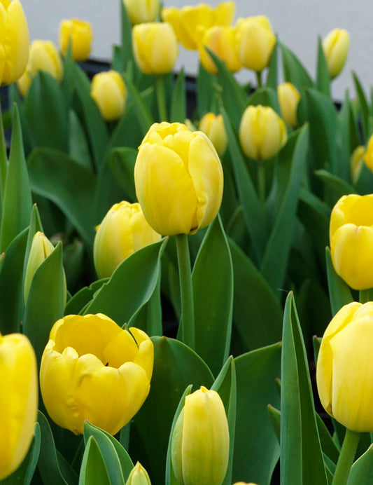 Golden Parade Darwin Hybrid Tulip bulbs from BloomingBulb, showcasing vibrant yellow and orange petals perfect for spring gardens.