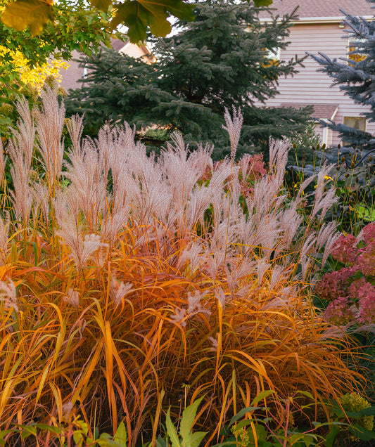 Three Flame Grass (Miscanthus Purpurascens) bareroot plants with tall, feathery purple-tinged grass blades, vibrant and lush.