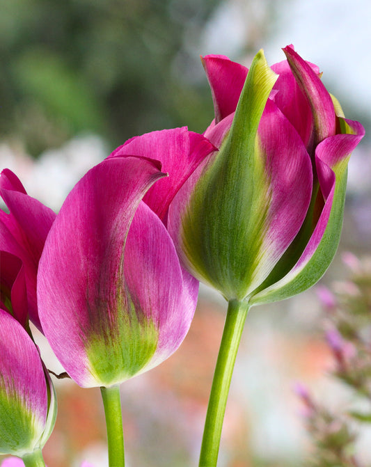 Green Love Viridiflora Tulip bulbs from BloomingBulb, showing vibrant green and pink striped tulip flowers and fresh bulbs.