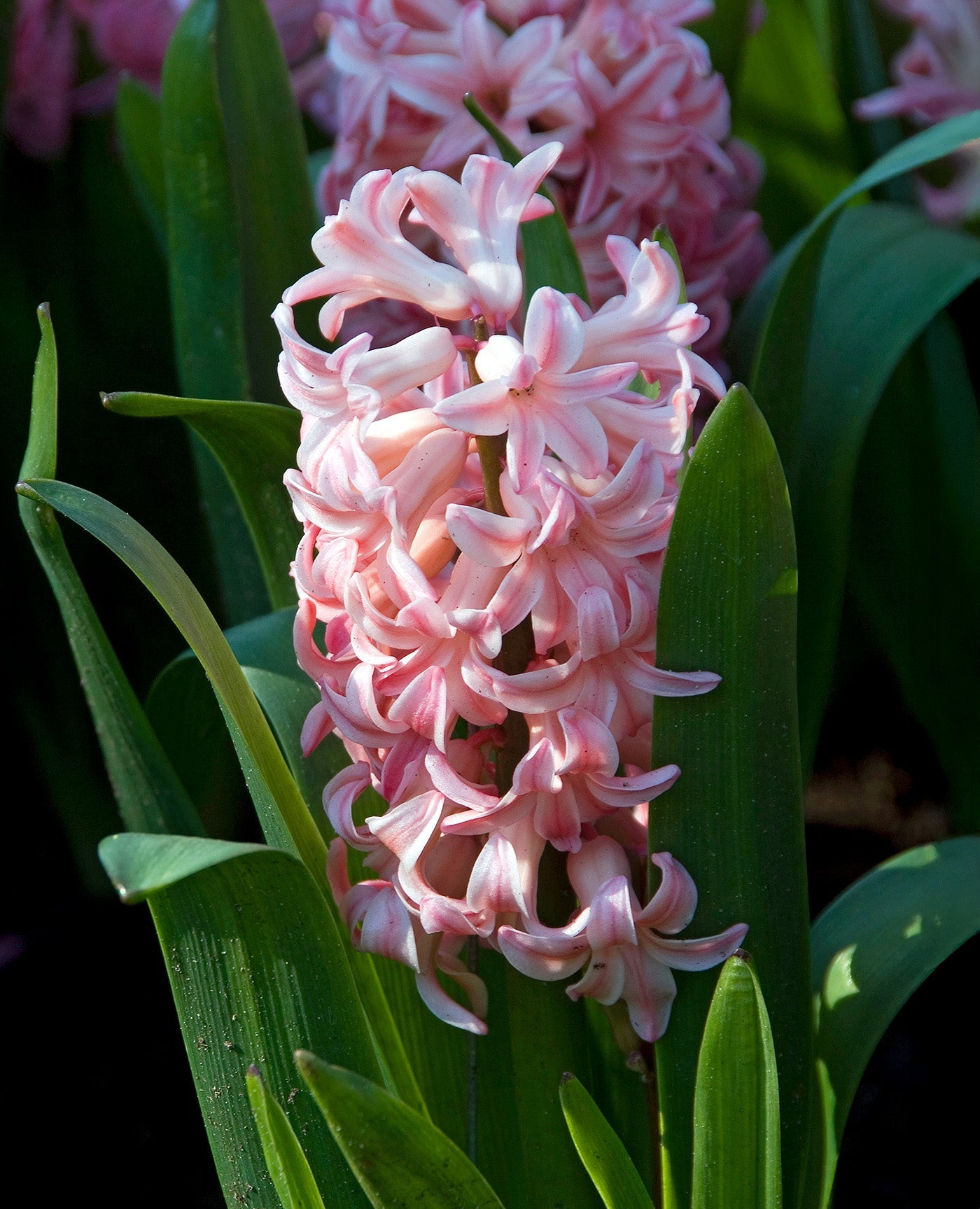 Anne Marie Hyacinth - 10 bulbs