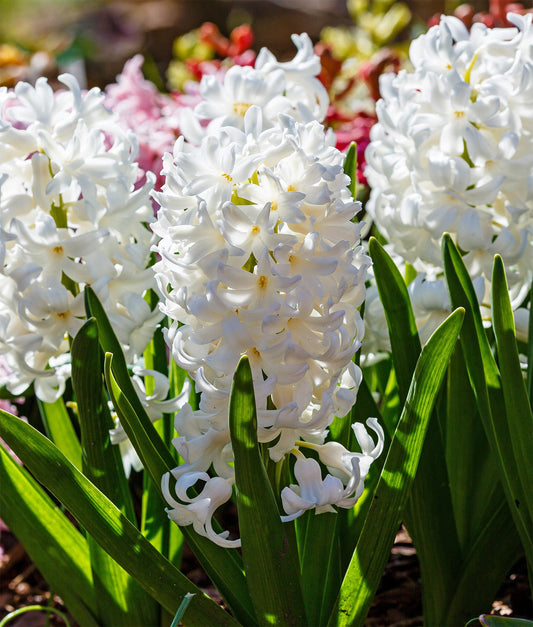 Purple Carnegie hyacinth bulbs from BloomingBulb, showing vibrant flower buds ready to bloom in a garden setting.