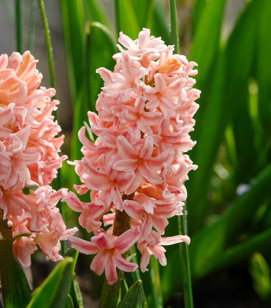 Cluster of vibrant Gypsy Queen hyacinth bulbs from BloomingBulb, ready for planting in spring.