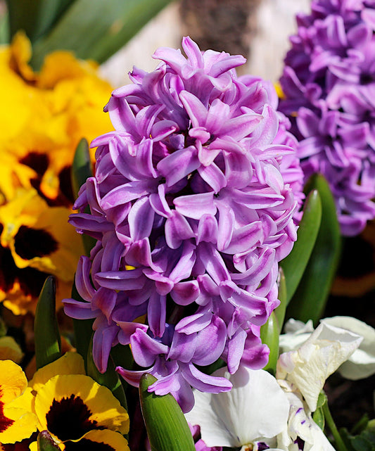Miss Saigon hyacinth bulbs from BloomingBulb, showing vibrant purple flowers and green stems in full bloom.