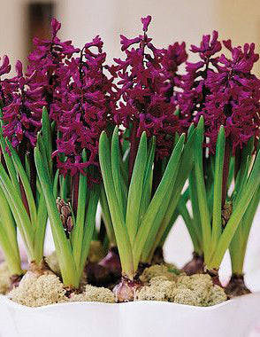 Woodstock Hyacinth - 10 bulbs