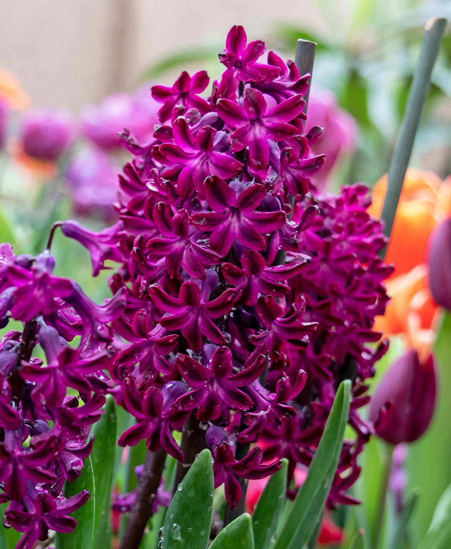 Woodstock Hyacinth - 10 bulbs