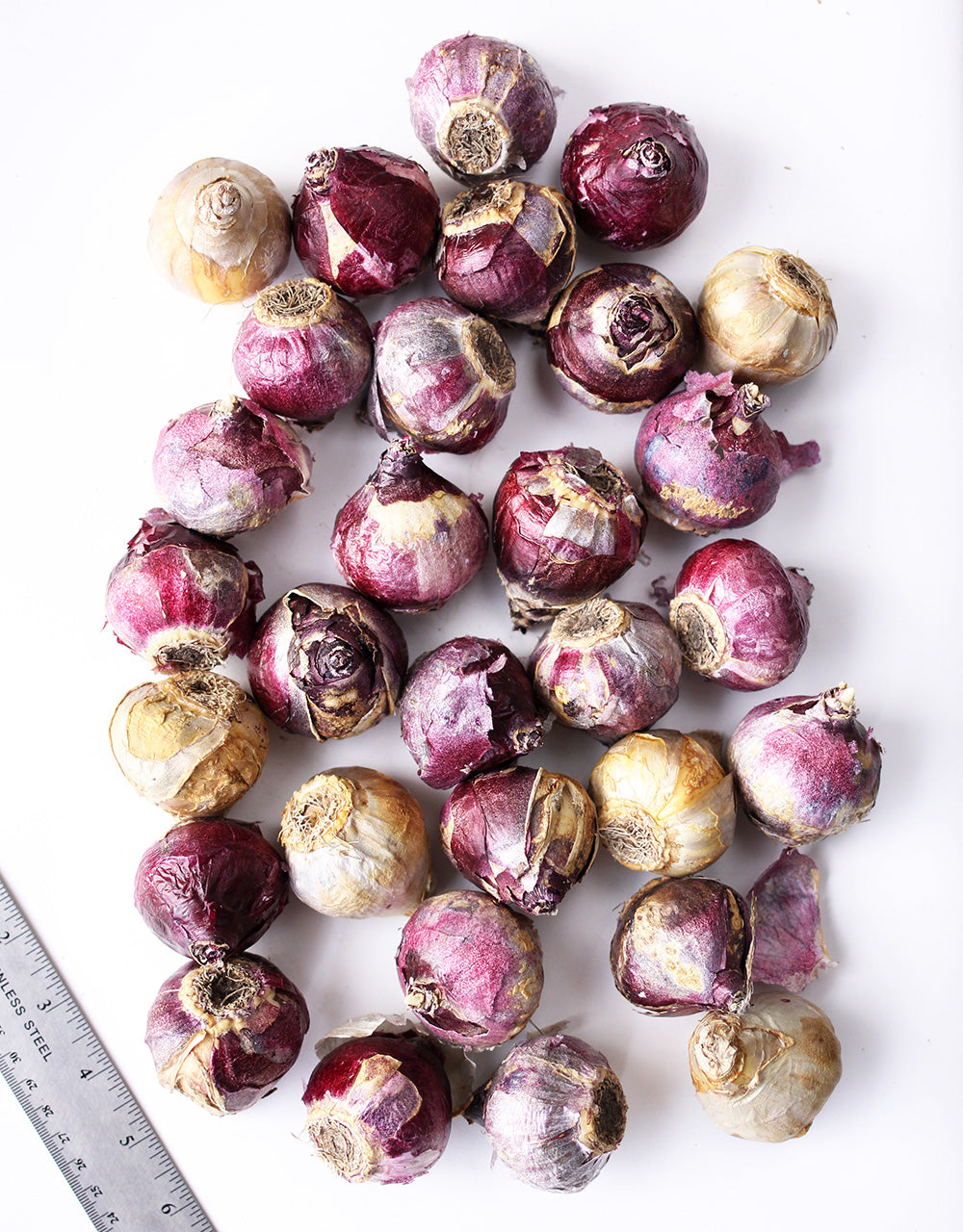 Mixed Hyacinths - 30 bulbs