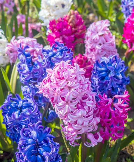 Colorful mixed hyacinths in bloom with 30 BloomingBulb bulbs ready for planting, showcasing vibrant, fragrant spring flowers.