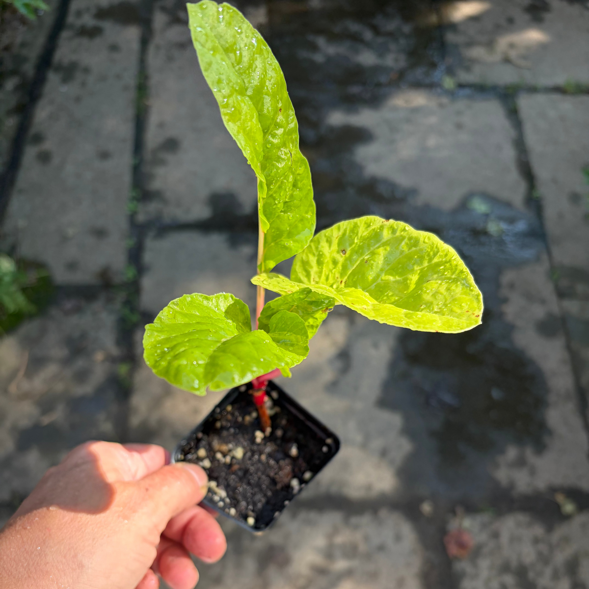 Red Malabar Spinach live plant by Steep Hill Garden, edible climbing vine with vibrant red stems and lush green leaves.