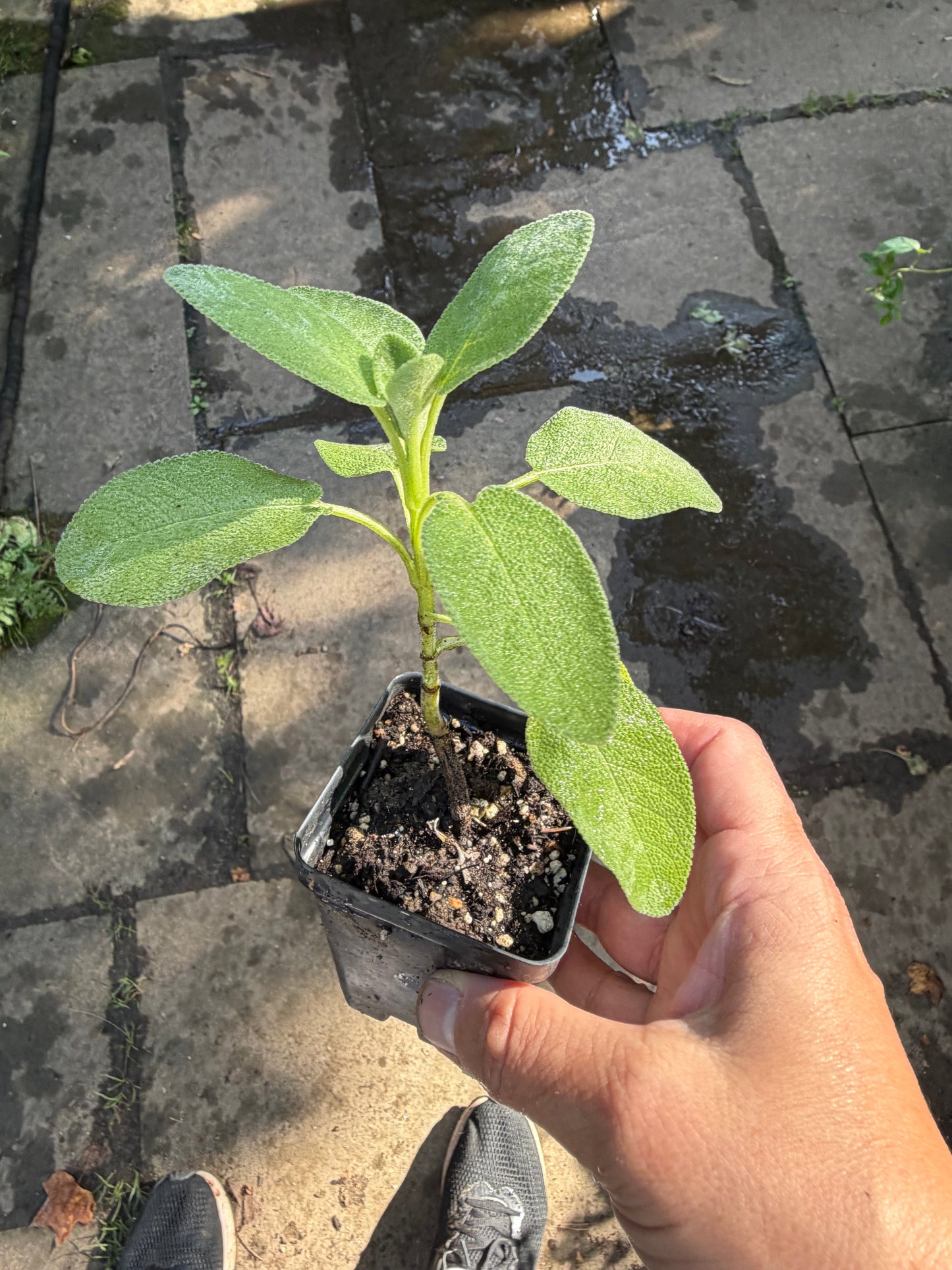 Culinary Sage Plant - Live Salvia officinalis, Herb Garden Perennial, Zones 4-10