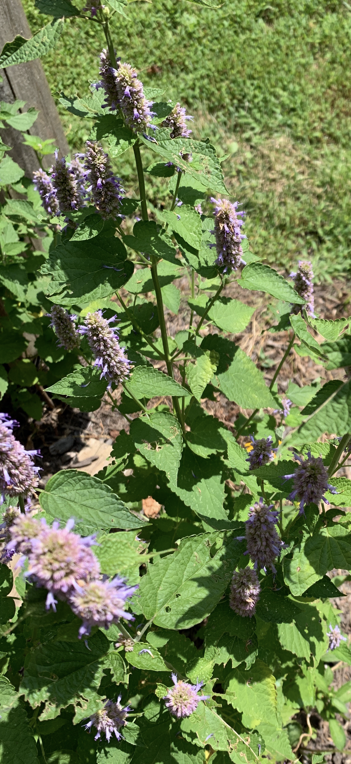 Anise Hyssop Live Plant – Agastache foeniculum – Native Pollinator Perennial – Zones 3–9