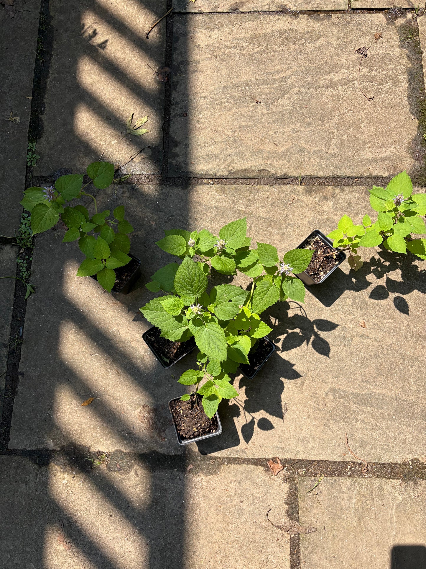Anise Hyssop Live Plant – Agastache foeniculum – Native Pollinator Perennial – Zones 3–9