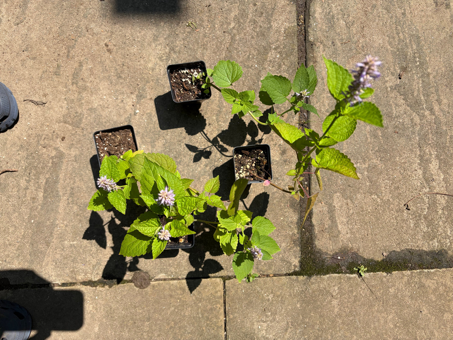 Anise Hyssop Live Plant – Agastache foeniculum – Native Pollinator Perennial – Zones 3–9