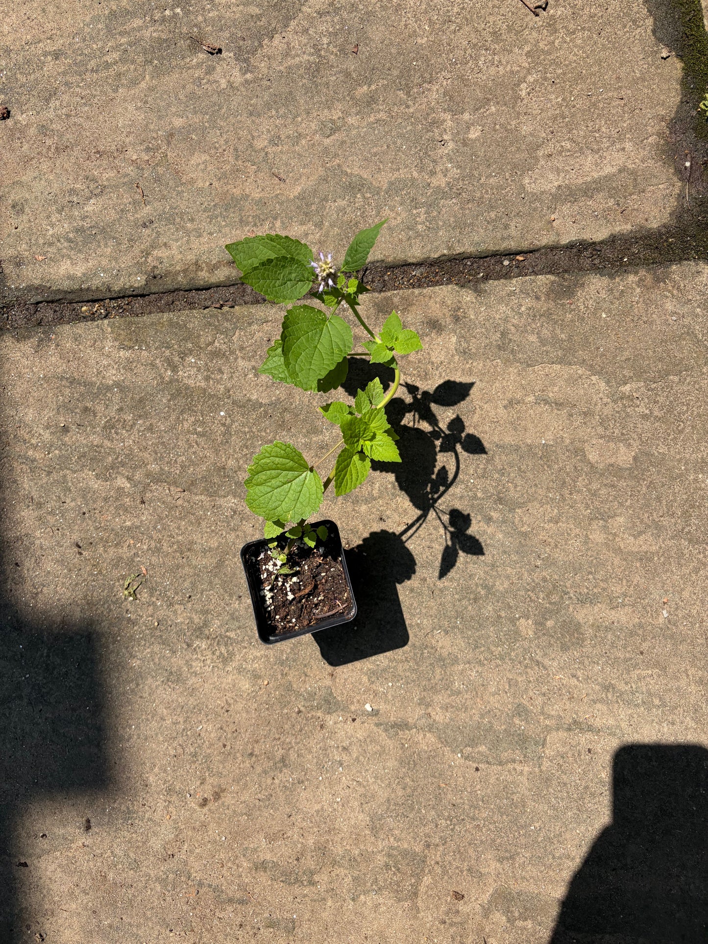 Anise Hyssop Live Plant – Agastache foeniculum – Native Pollinator Perennial – Zones 3–9