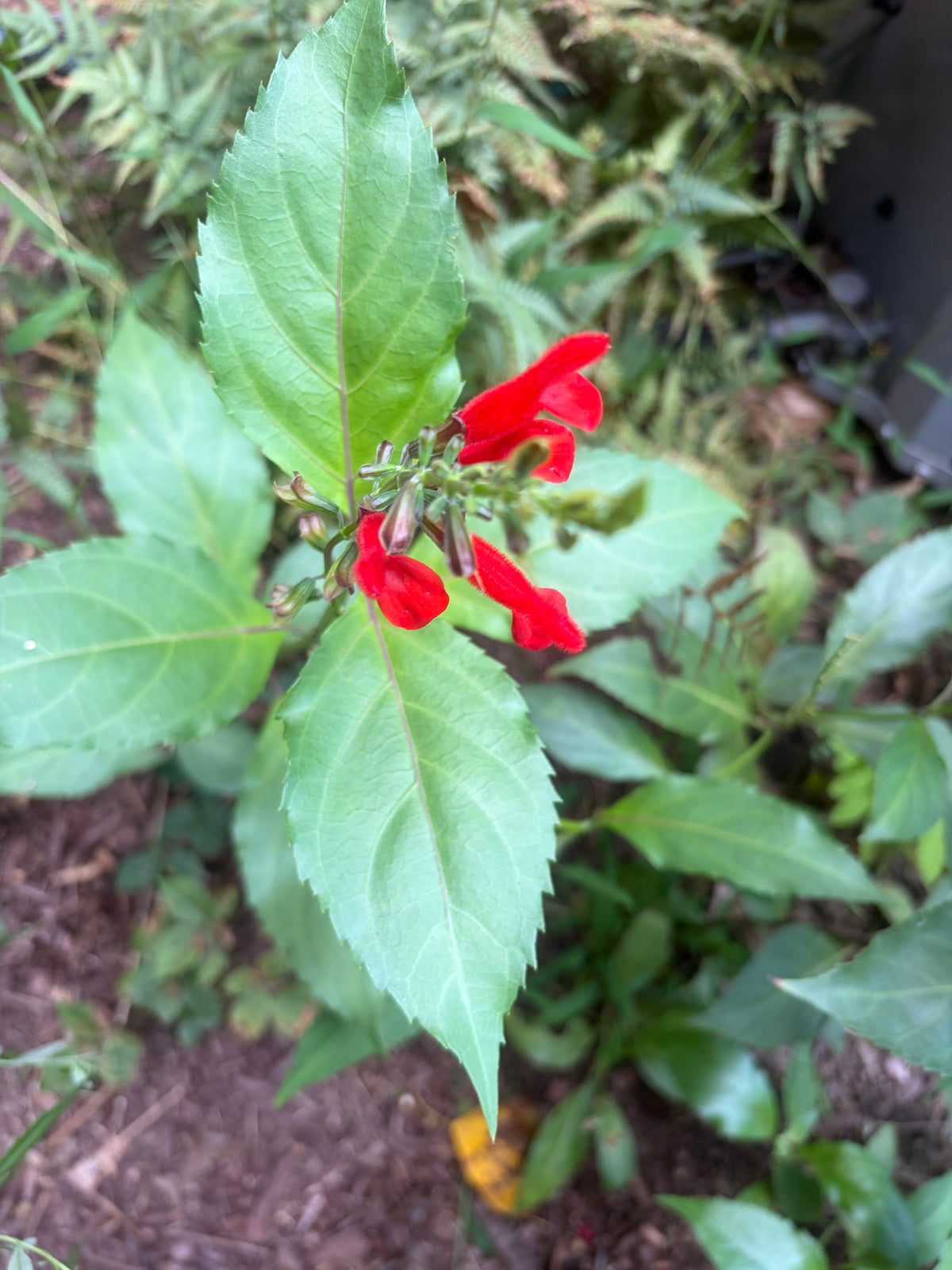Belize Sage live plant (Salvia miniata) with vibrant red flowers, attracting hummingbirds and pollinators in zones 9-11.