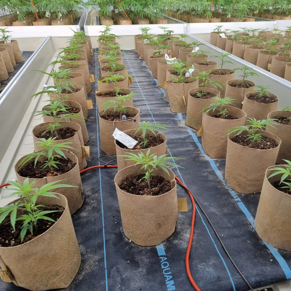 Bottomless Fabric Pot by Grassroots Fabric Pots showing breathable, durable fabric for plant growth and drainage.