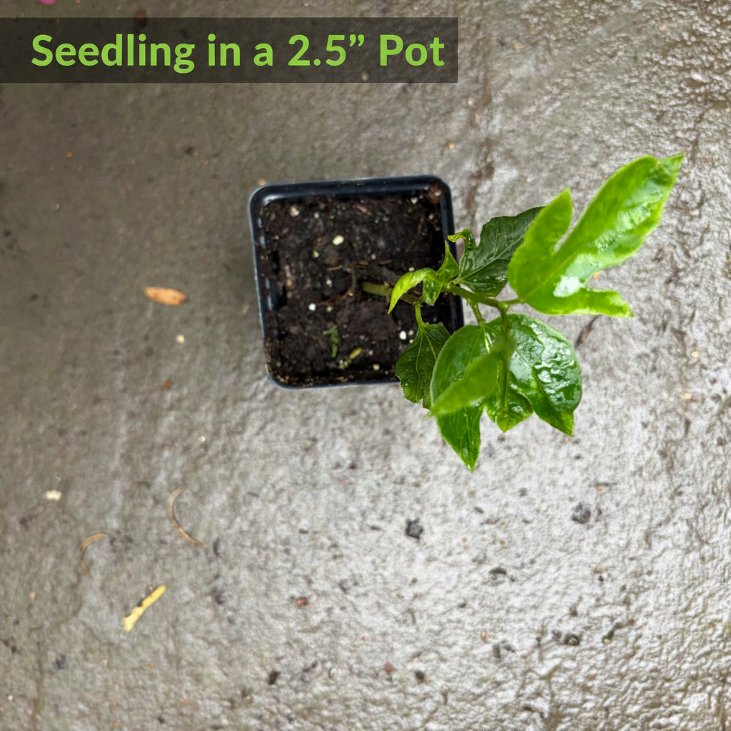 Maypop Passionflower (Passiflora incarnata) Live Plant – Native Vine, Edible Fruit, Zones 6–9, Hardy Passion Fruit