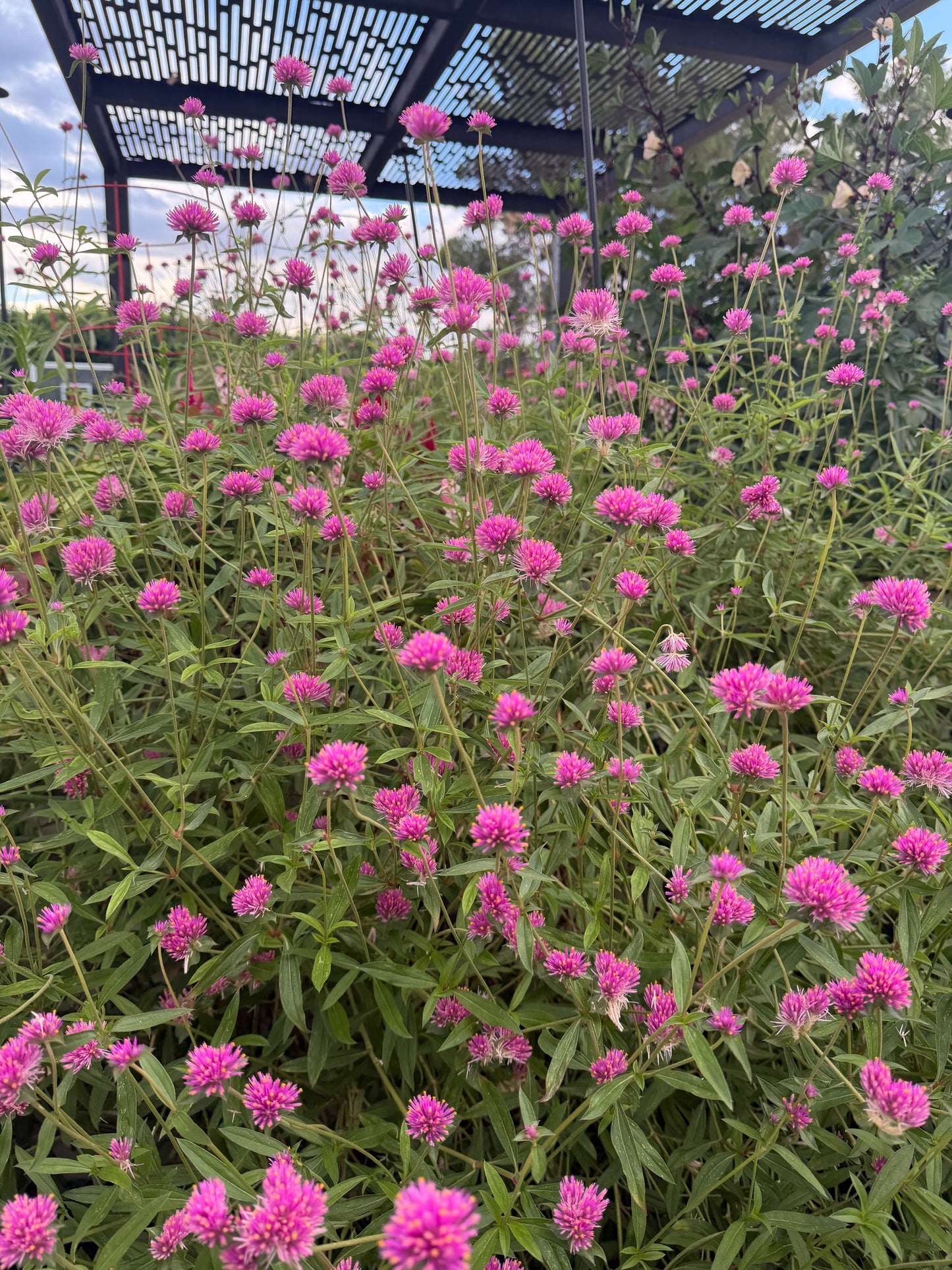 Gomhprena Fireworks seeds