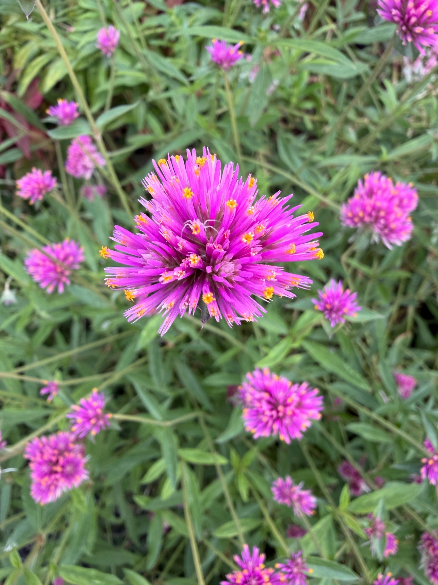 Gomhprena Fireworks seeds
