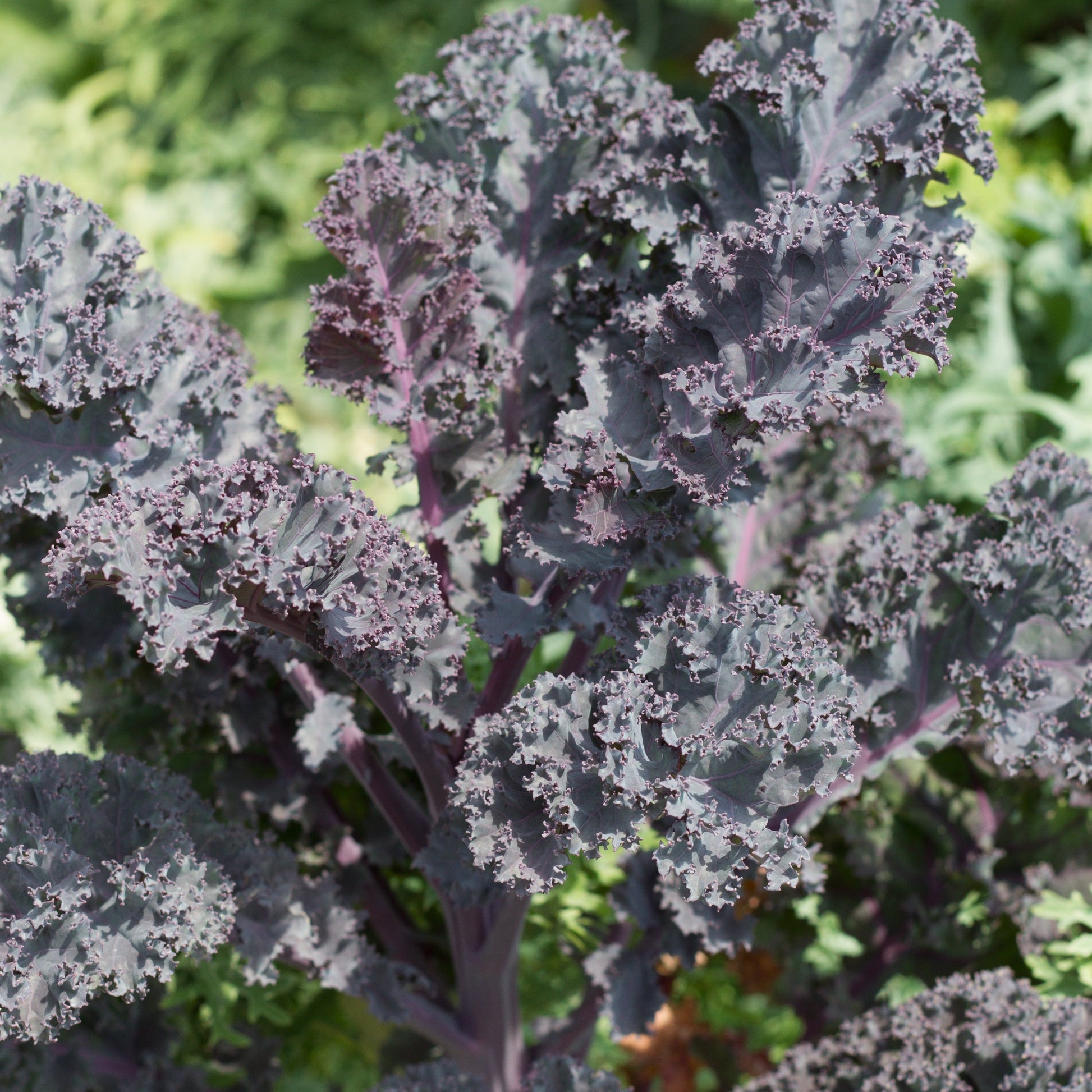 Fresh Scarlet Kale leaves from MIgardener, vibrant red and green kale with curly edges, ready for harvesting or cooking.