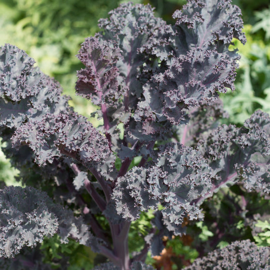 Fresh Scarlet Kale leaves from MIgardener, vibrant red and green leafy kale ready for harvesting or culinary use.