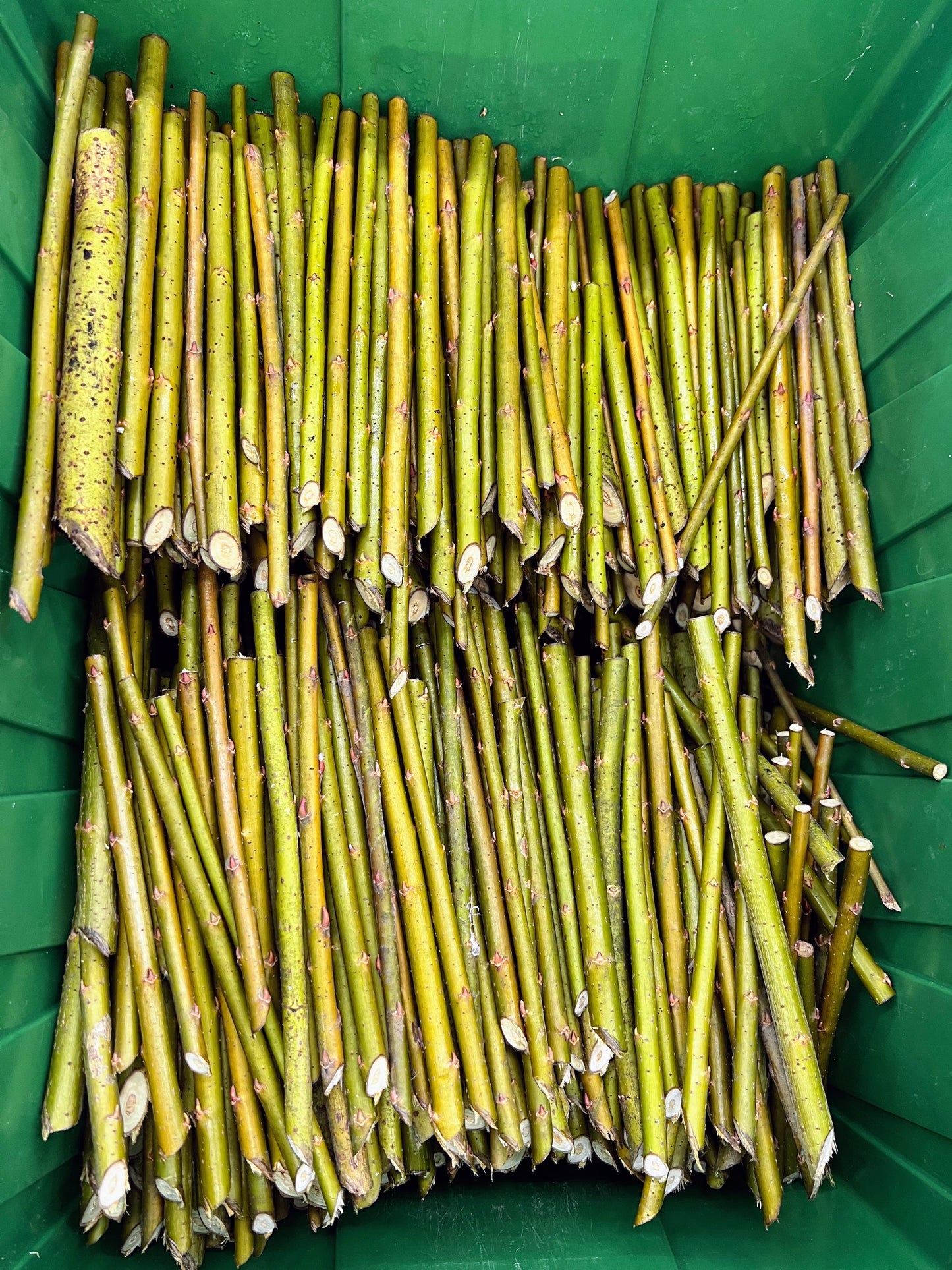 Showtime Willow "Caprea x Cinerea S365" by The Farm On Central, showcasing lush, green show willow plant with flowing branches.