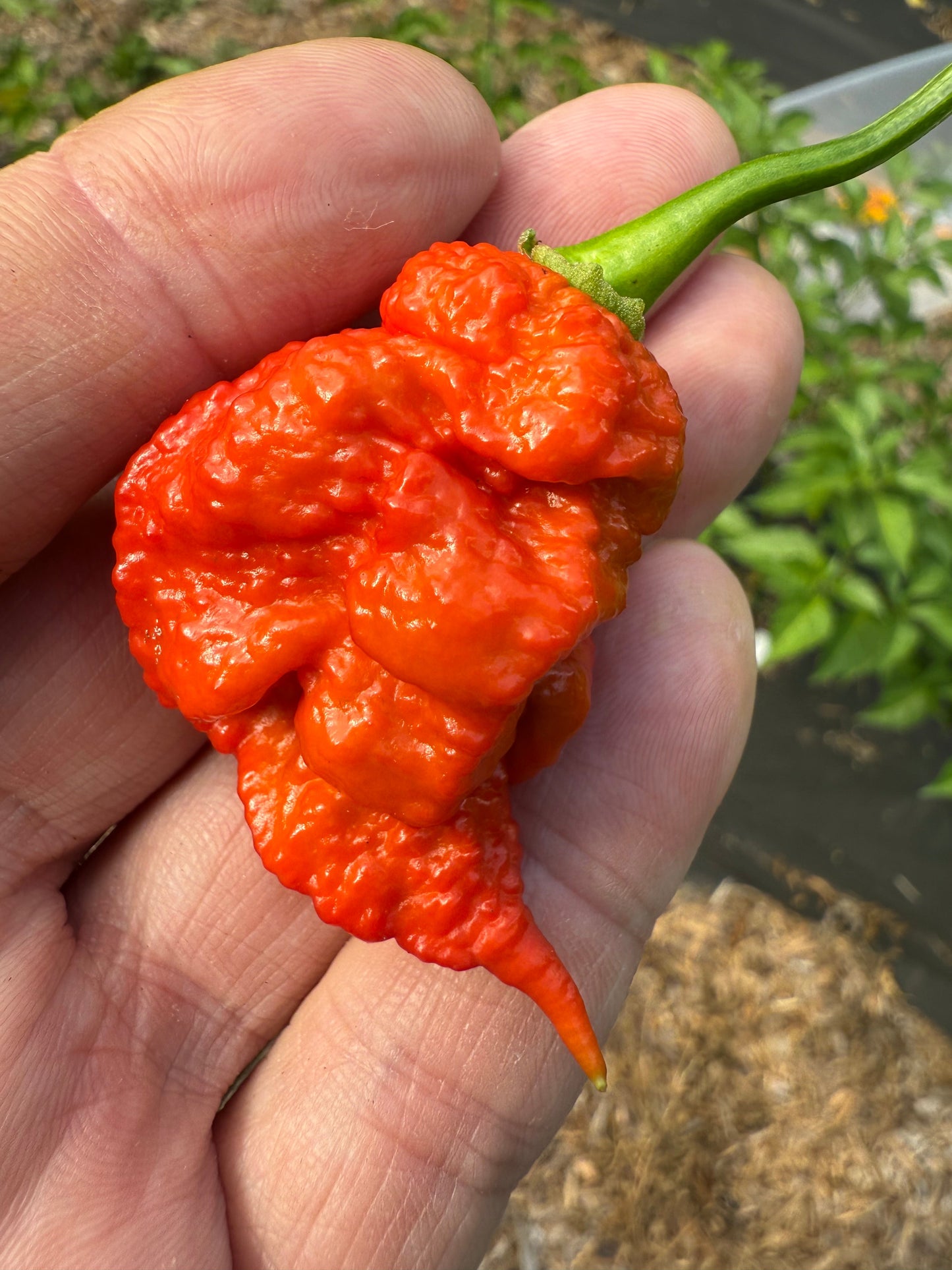 Strawberry Death Spiral Chili Jam by Powerful Pepper Company, featuring a jar of spicy strawberry jam with chili peppers.