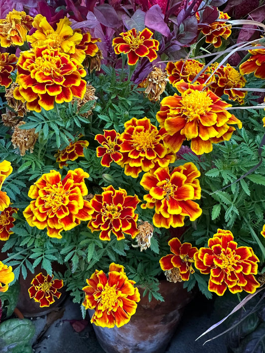Marigold Durango 'Bee' seeds in packaging from John's Plant Adventures, ready for planting in garden or flower beds.