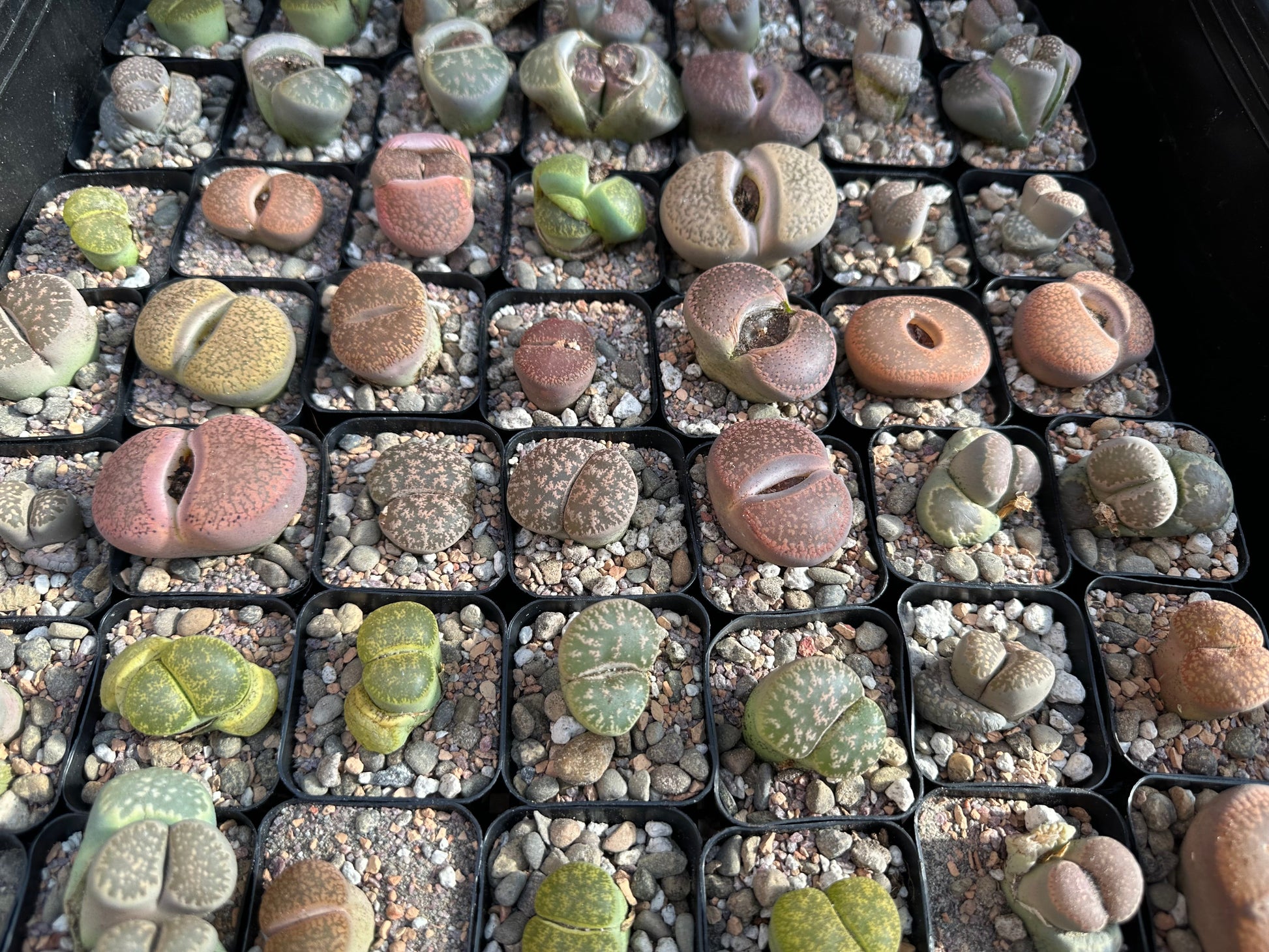 Living stone succulent in premium Lithops mix from Rooting For You Plant Nursery, showing the unique, fleshy plant with rocky appearance.