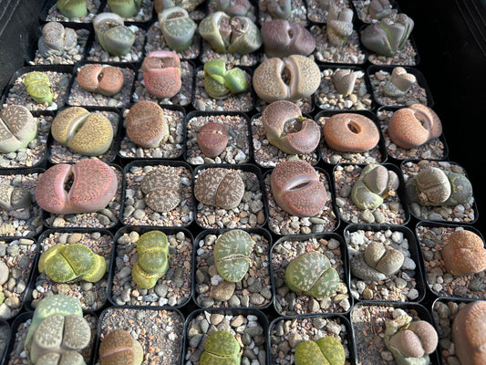 Living stone succulent in premium Lithops mix from Rooting For You Plant Nursery, showing the unique, fleshy plant with rocky appearance.