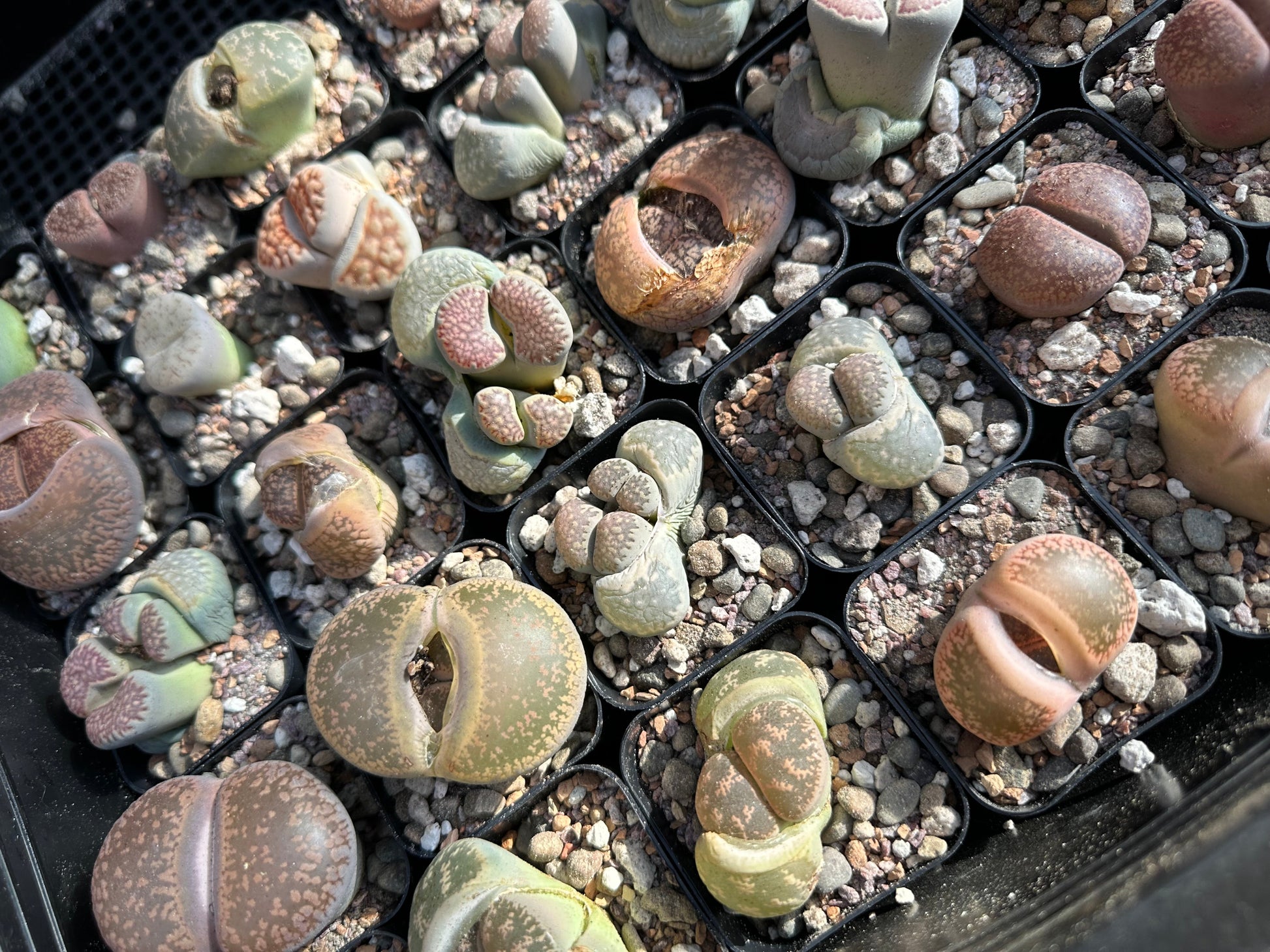 Living stone succulent in a lithops mix with healthy green and brown hues, from Rooting For You Plant Nursery.