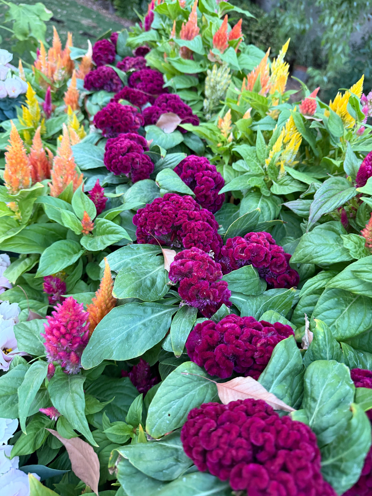 Cockscomb celosia Brainiac Mad Magenta seeds in a packet, showcasing vibrant magenta flower seeds from John's Plant Adventures.