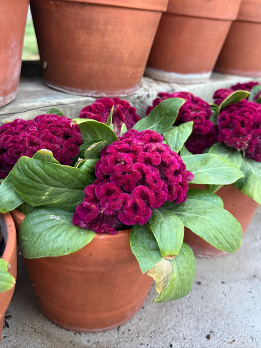 Cockscomb celosia Brainiac Mad 'Magenta' seeds in packaging, vibrant flower seeds for garden planting by John's Plant Adventures