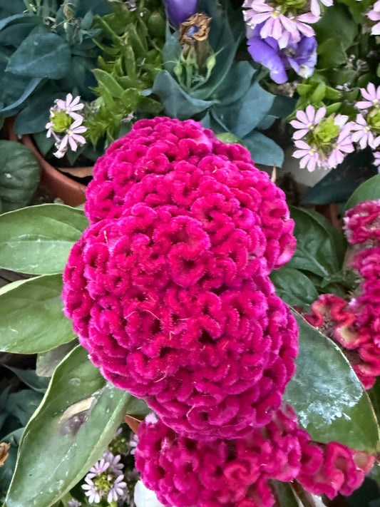 Cockscomb celosia brainiac Think 'Pink' Seeds