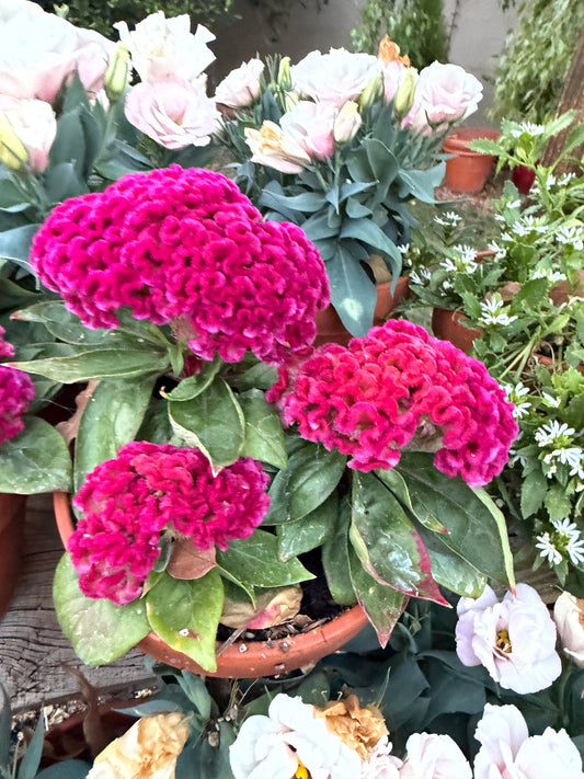Cockscomb celosia 'Brainiac Think Pink' seeds from John's Plant Adventures, showing vibrant pink flower seed packets.