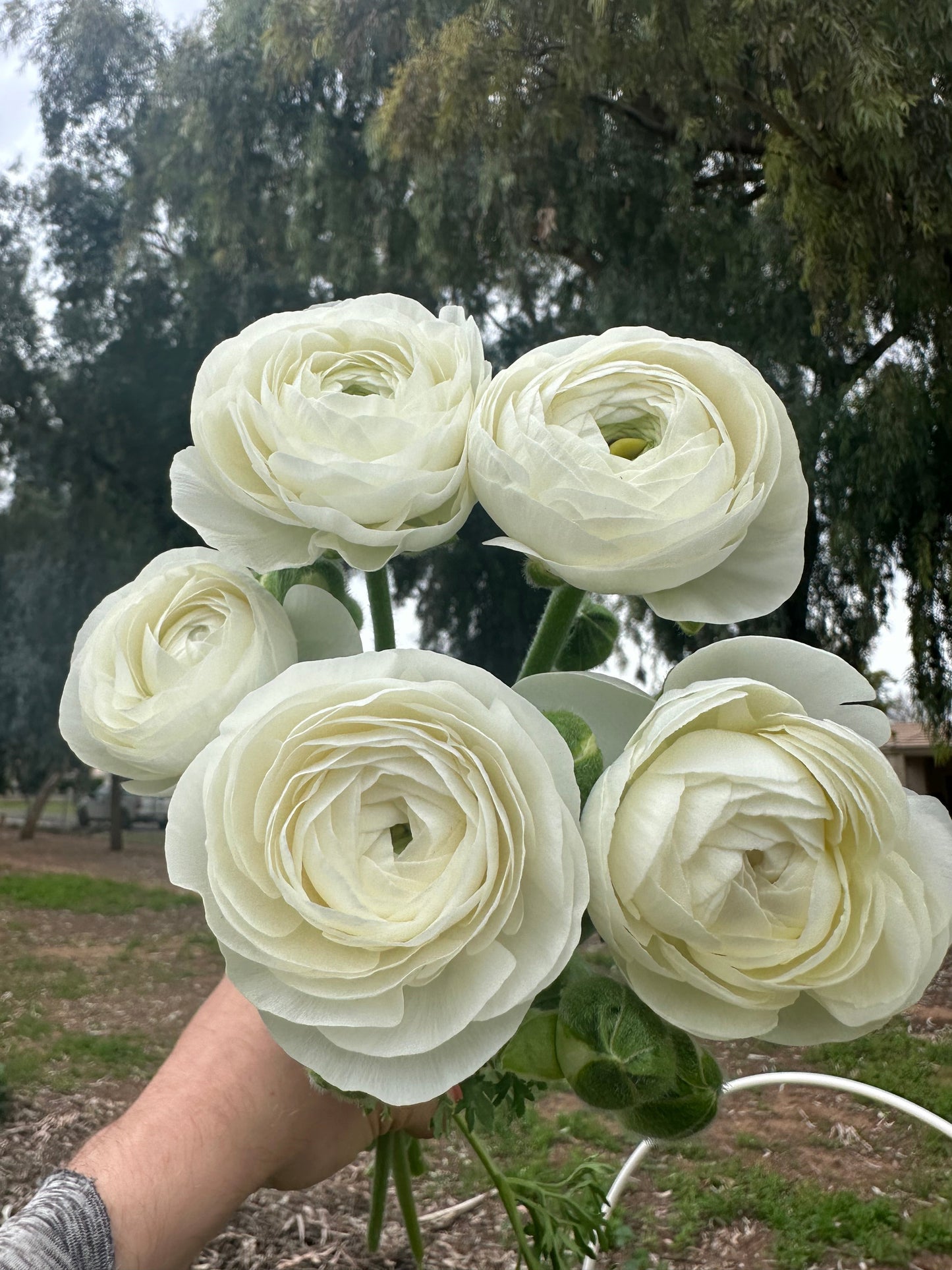 White Ranunculus Amandine corms from John's Plant Adventures, showing fresh, healthy bulbs ready for planting.