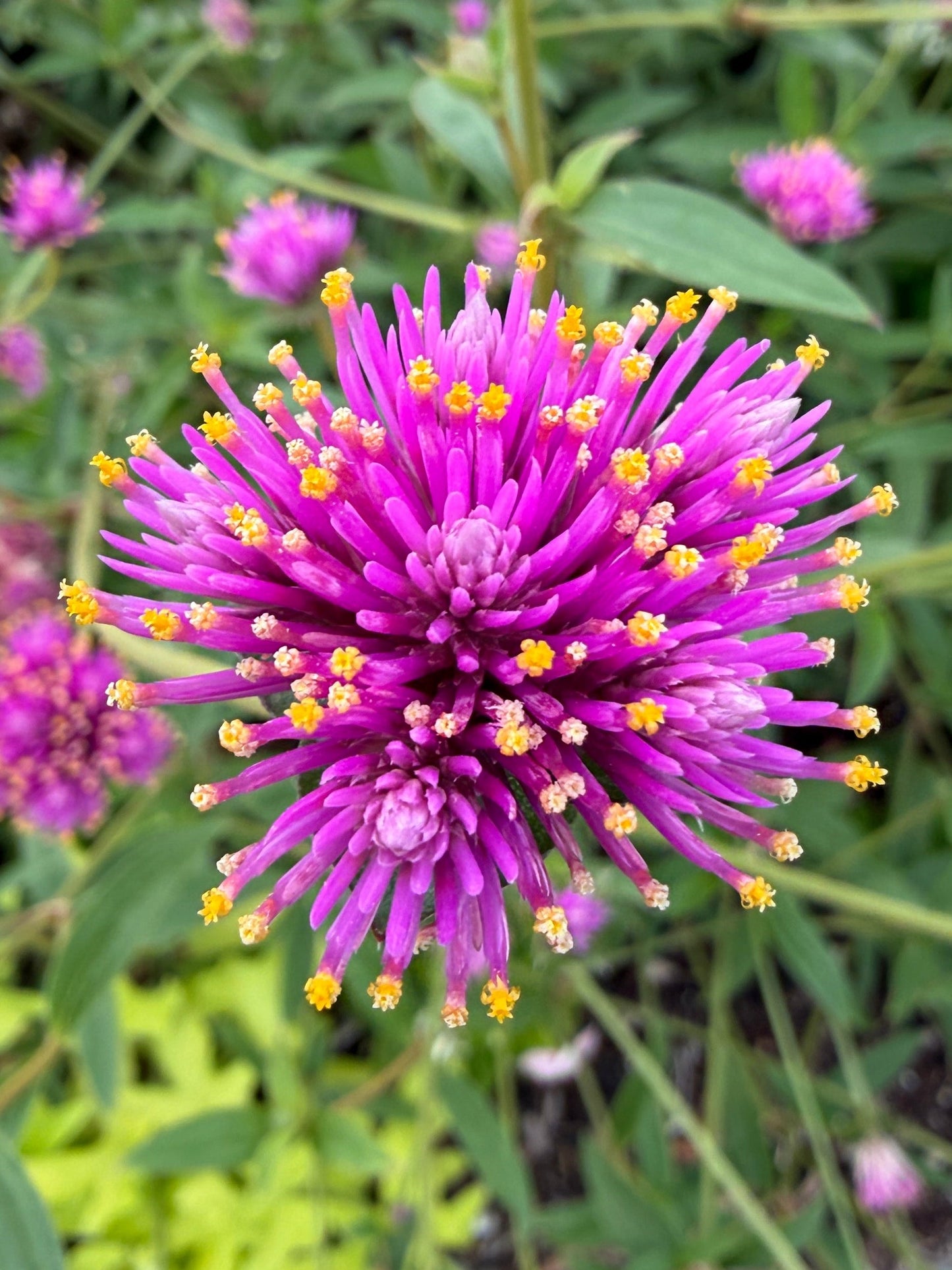 Gomhprena Fireworks seeds
