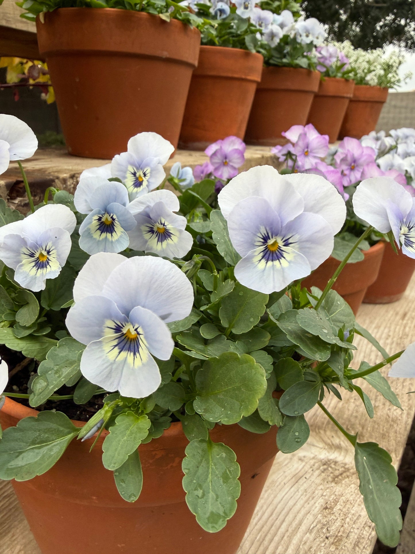 Viola Sorbet 'Marina Blue' seeds in a packet, showcasing vibrant blue flower seeds from John's Plant Adventures.