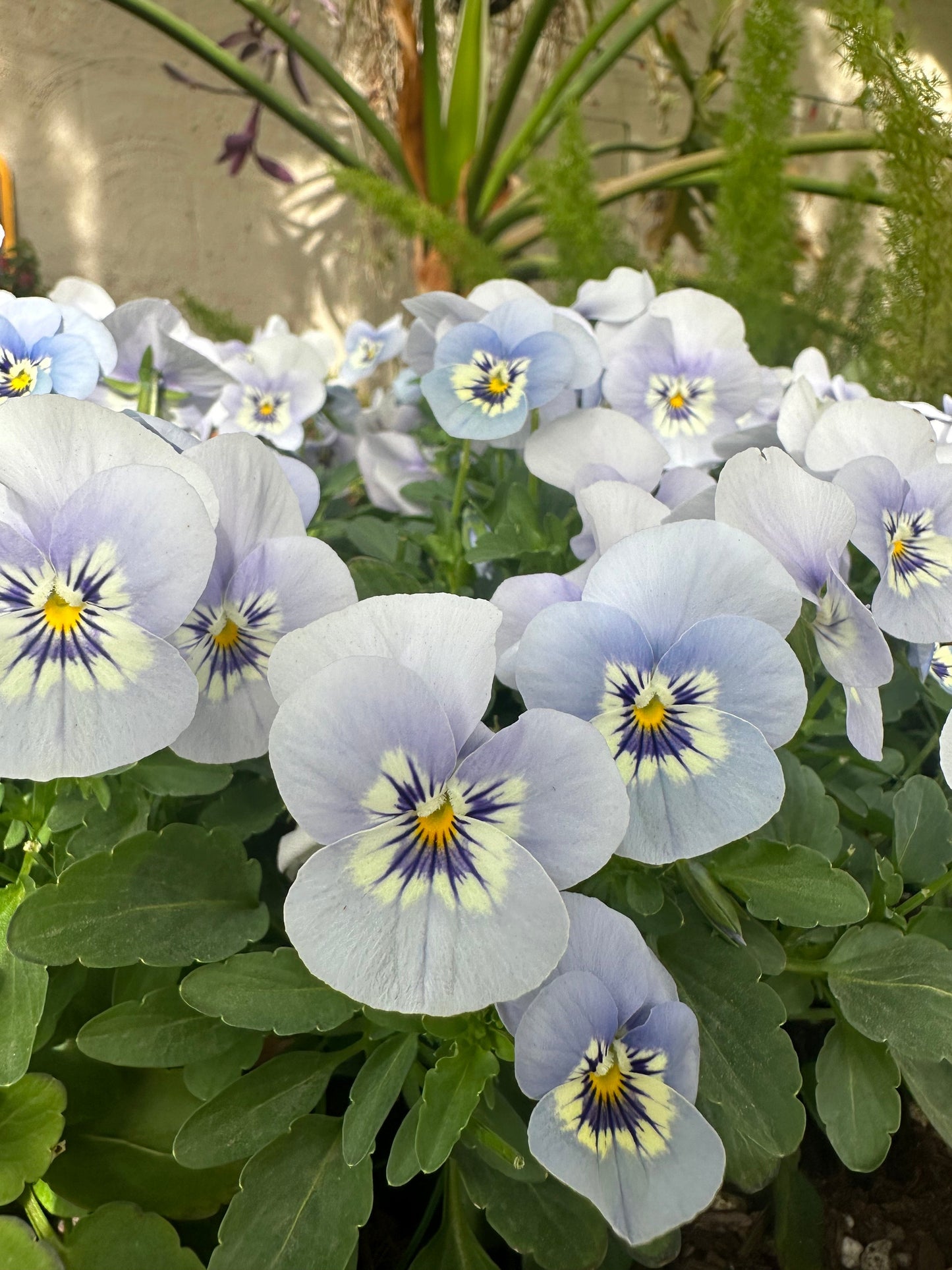 Viola Sorbet Marina Blue seeds from John's Plant Adventures, small packet of vibrant blue flower seeds for planting.