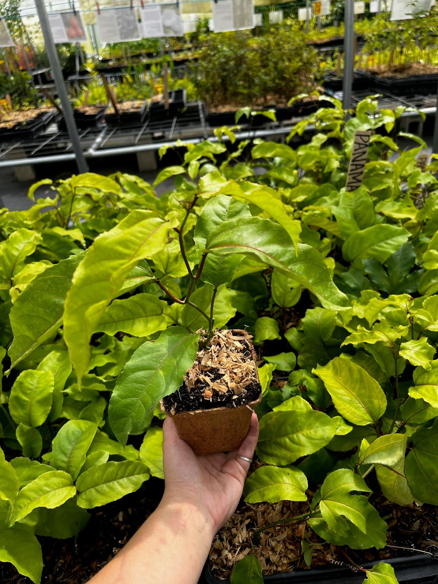 Passion Fruit Panama Red plant by Sow Exotic with green leaves and developing fruit cluster, ready to produce vibrant passion fruits.