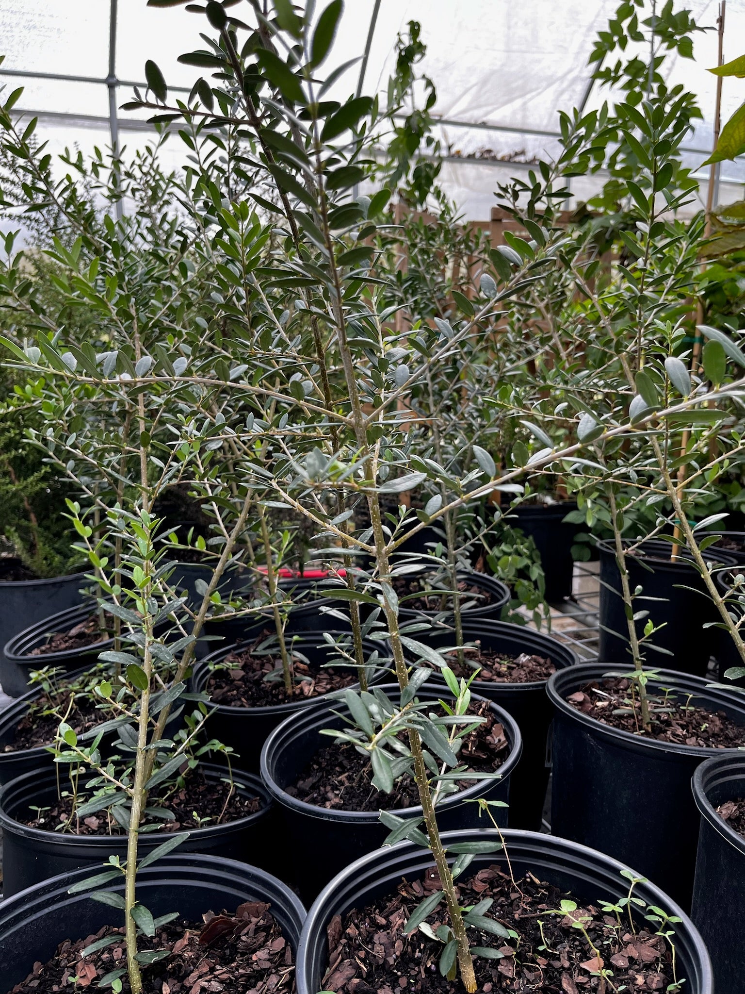 Olive 'Arbequina' tropical fruit tree by Sow Exotic with green leaves and small olive fruits on a healthy tree.