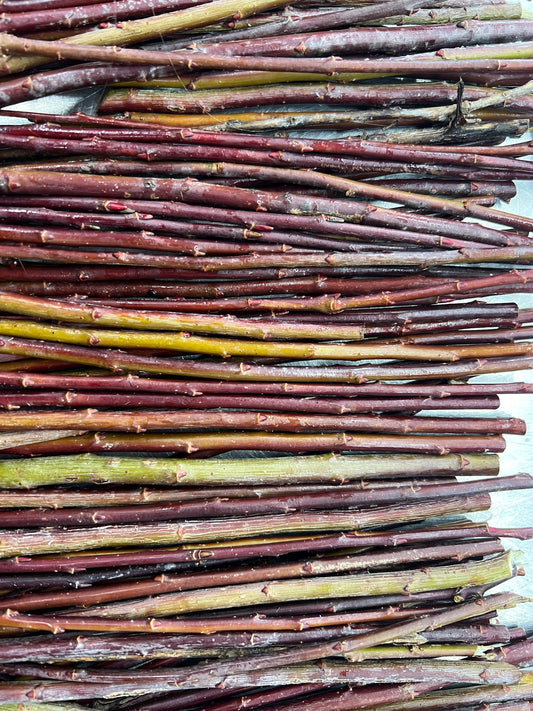 Bleu Willow (Salix purpurea ‘Bleu’) shrub with purple-tinged branches and slender twigs, healthy and vibrant in a garden setting