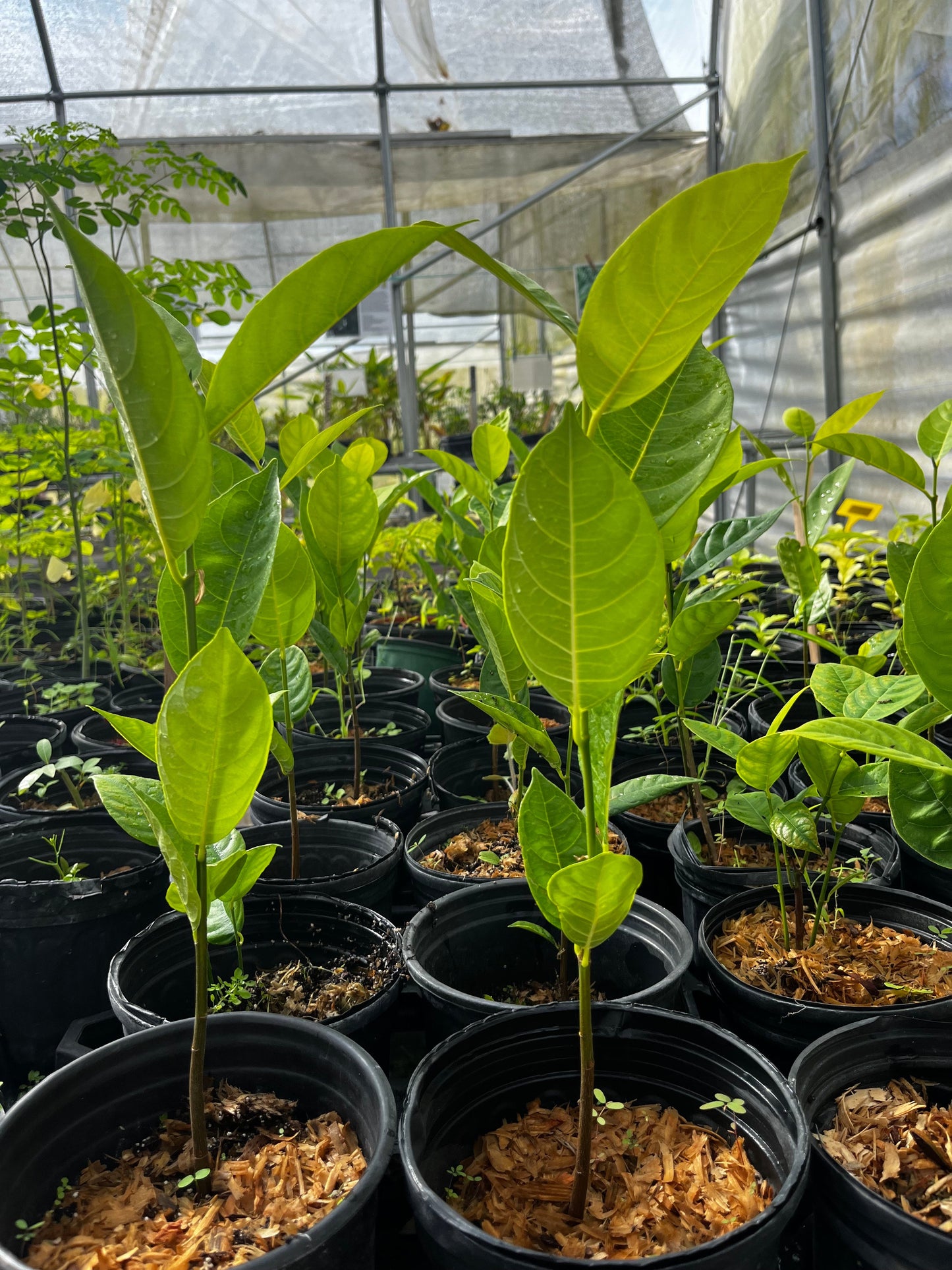Young jackfruit seedling from Sow Exotic, tropical fruit tree with broad green leaves and healthy roots visible in the image.