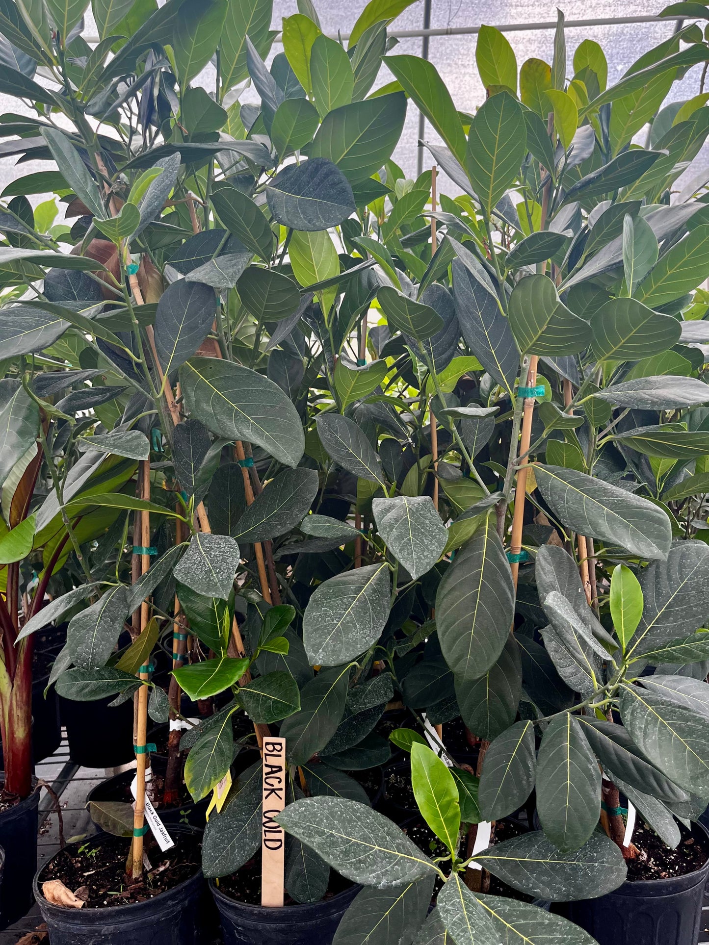 Jackfruit 'Black Gold' tropical fruit tree from Sow Exotic with lush green foliage and mature fruit on the branches.