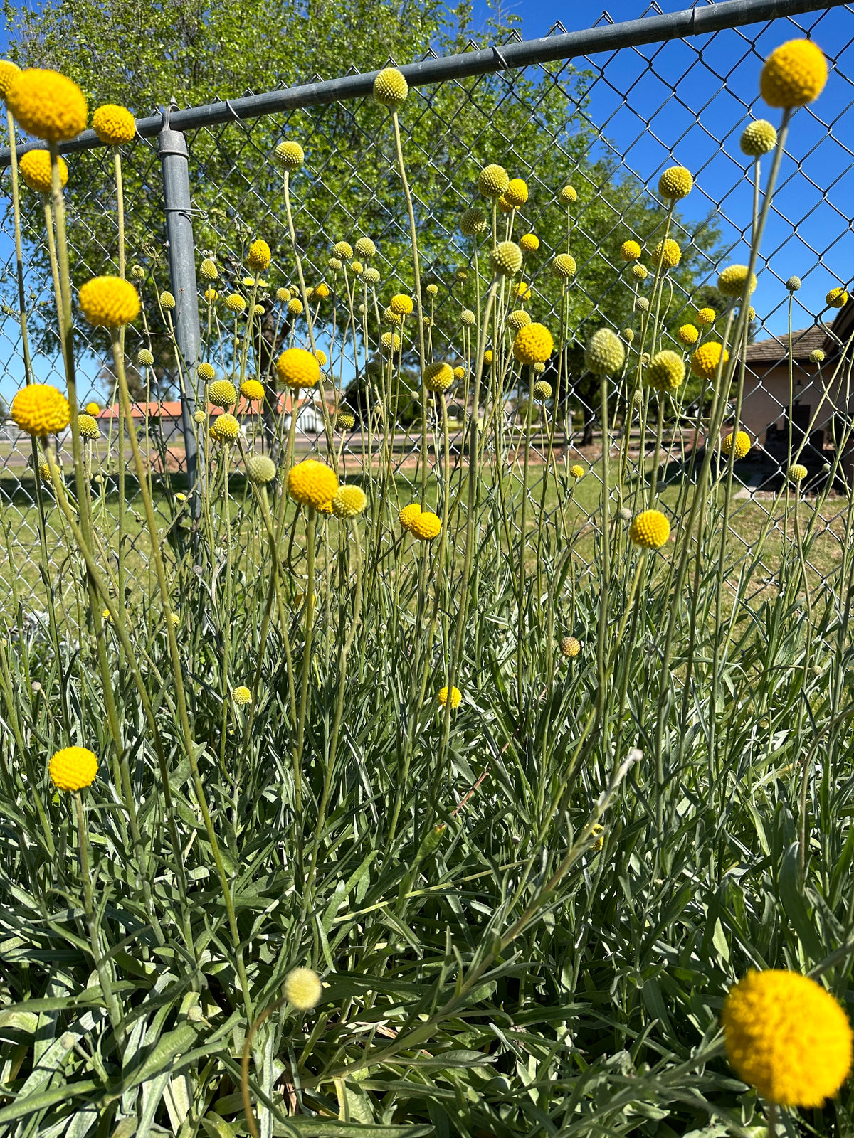 Craspedia seeds from John's Plant Adventures, small brown seed packets ideal for planting bright yellow globe flowers.