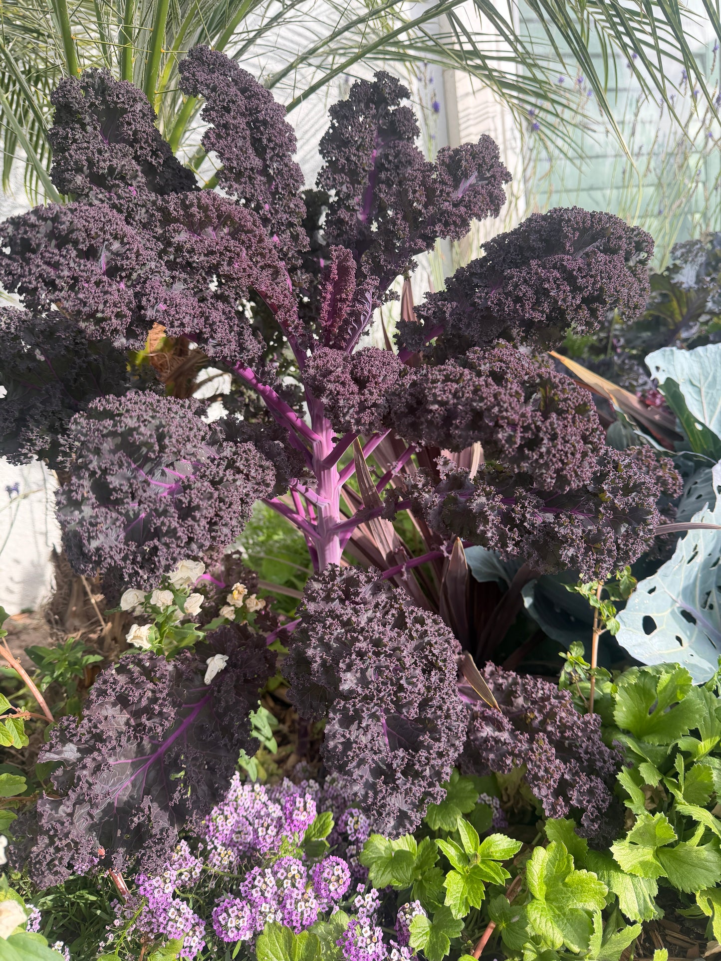 Scarlet red Kale seeds