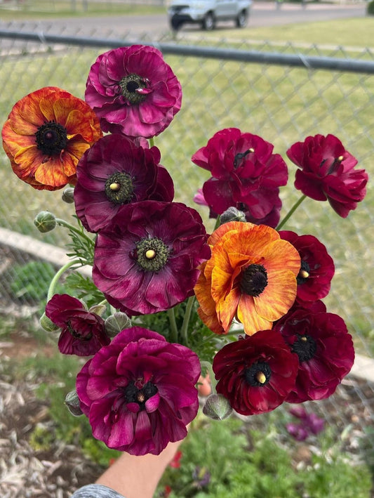Purple Ranunculus Tecolote corms from John's Plant Adventures, ready for planting in a garden or flower bed.
