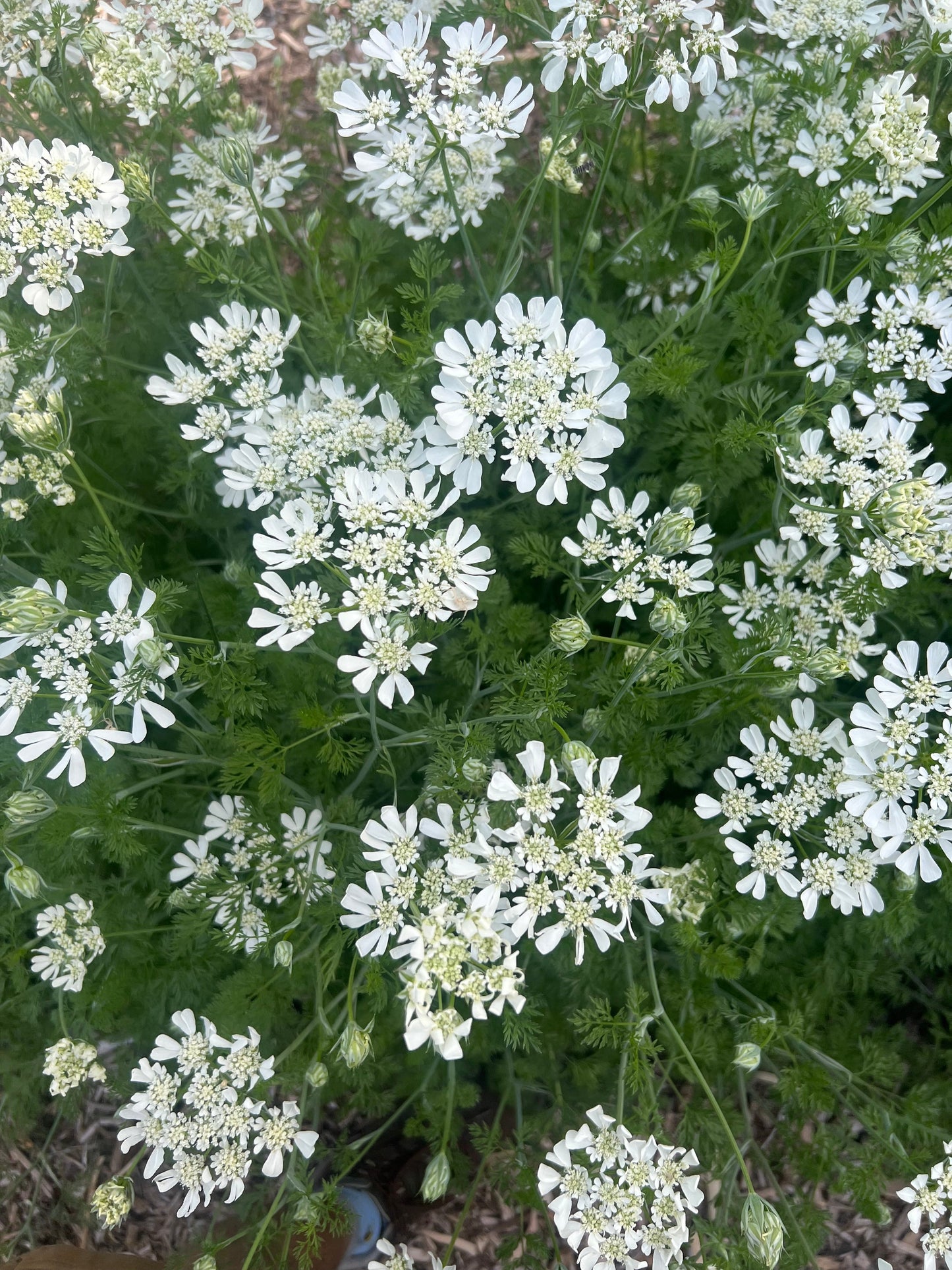 Orlaya seeds from John's Plant Adventures, small packet of seeds with green and white flowering plant images.
