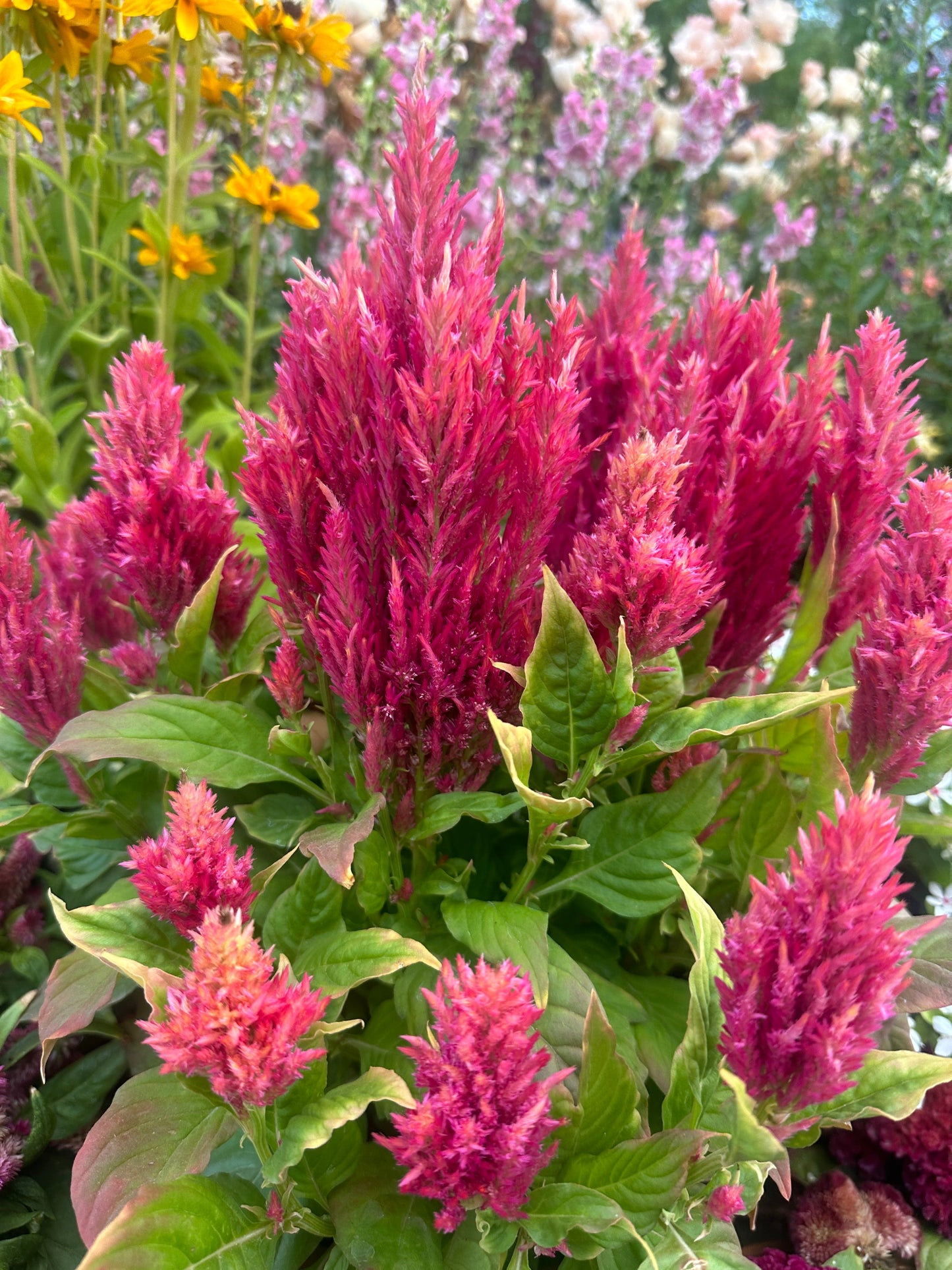 Celosia Bright Sparks Pink seeds