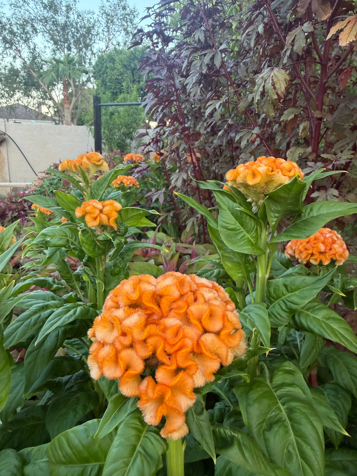 Cockscomb Queen Orange celosia seeds in packet, vibrant orange flower seeds from John's Plant Adventures for gardening.